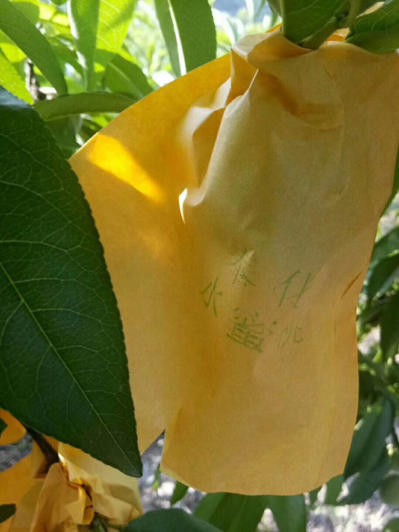 正宗奉化水蜜桃琼浆玉露水蜜桃