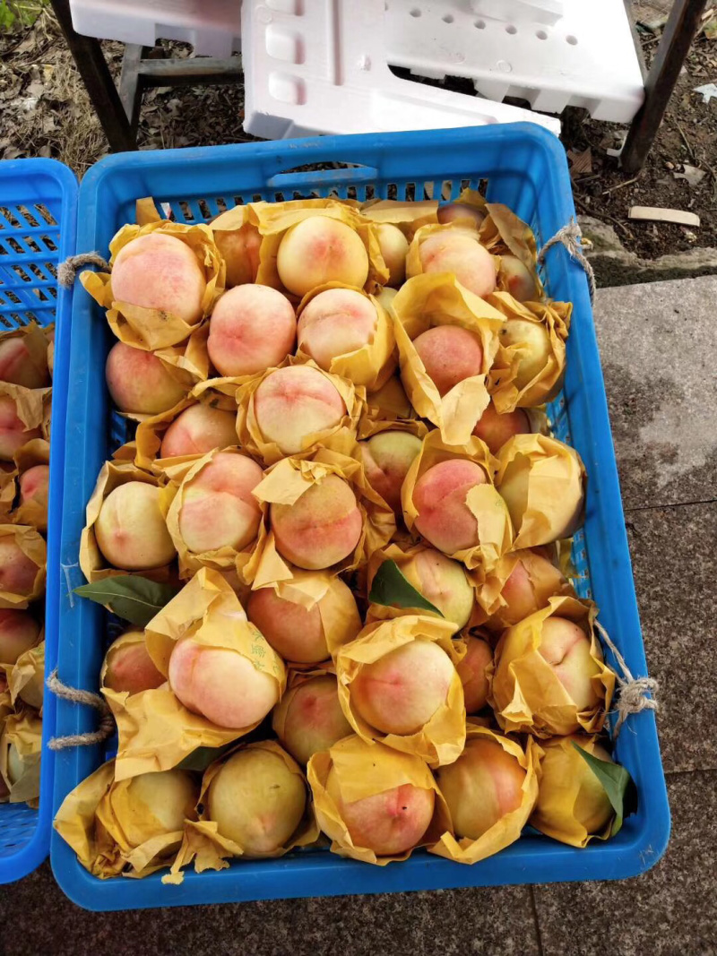 正宗奉化水蜜桃琼浆玉露水蜜桃