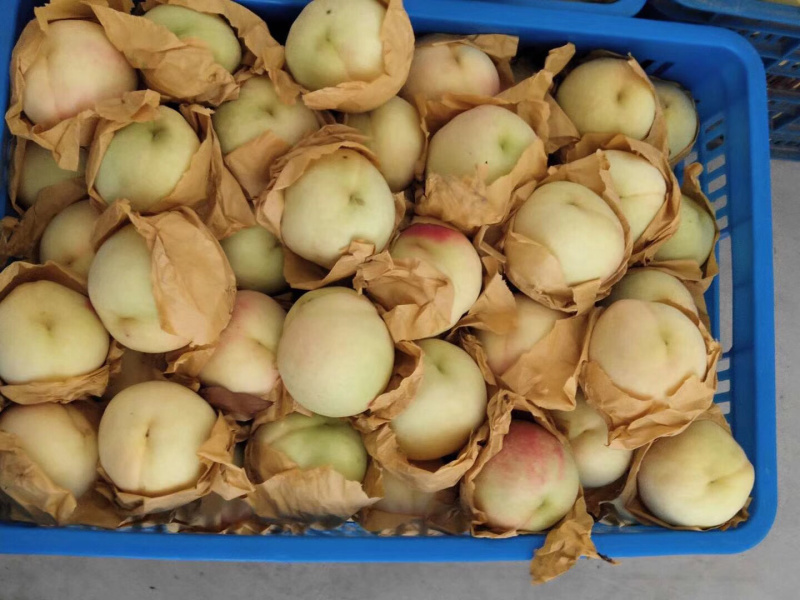 正宗奉化水蜜桃琼浆玉露水蜜桃