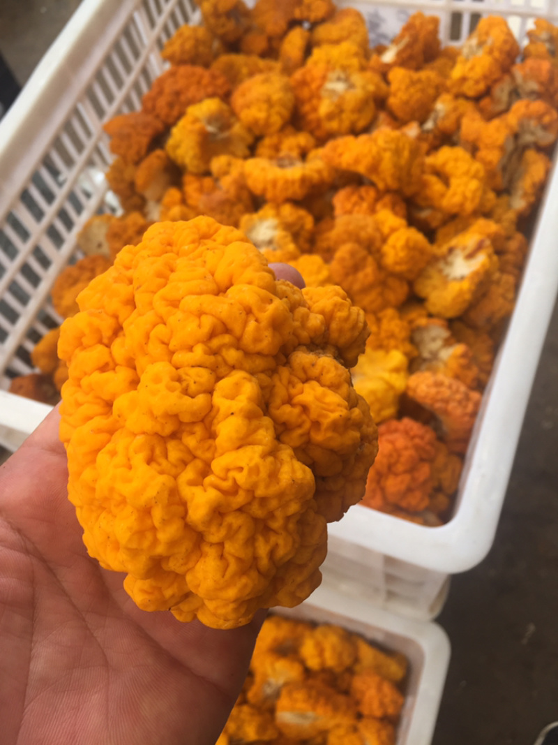 各种野生菌