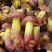 各种野生菌