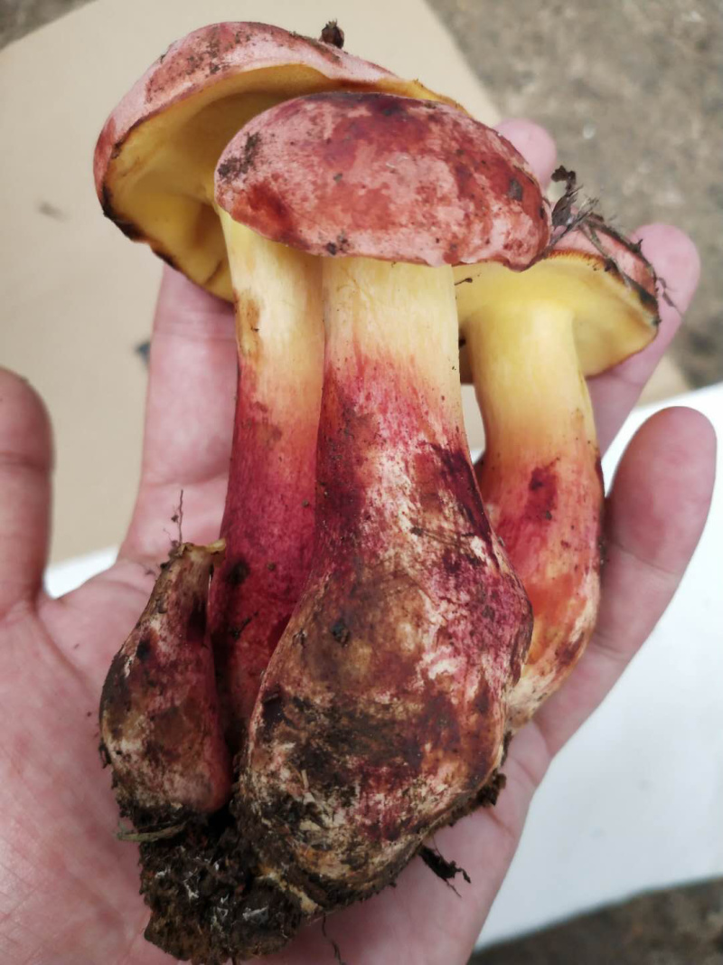 各种野生菌