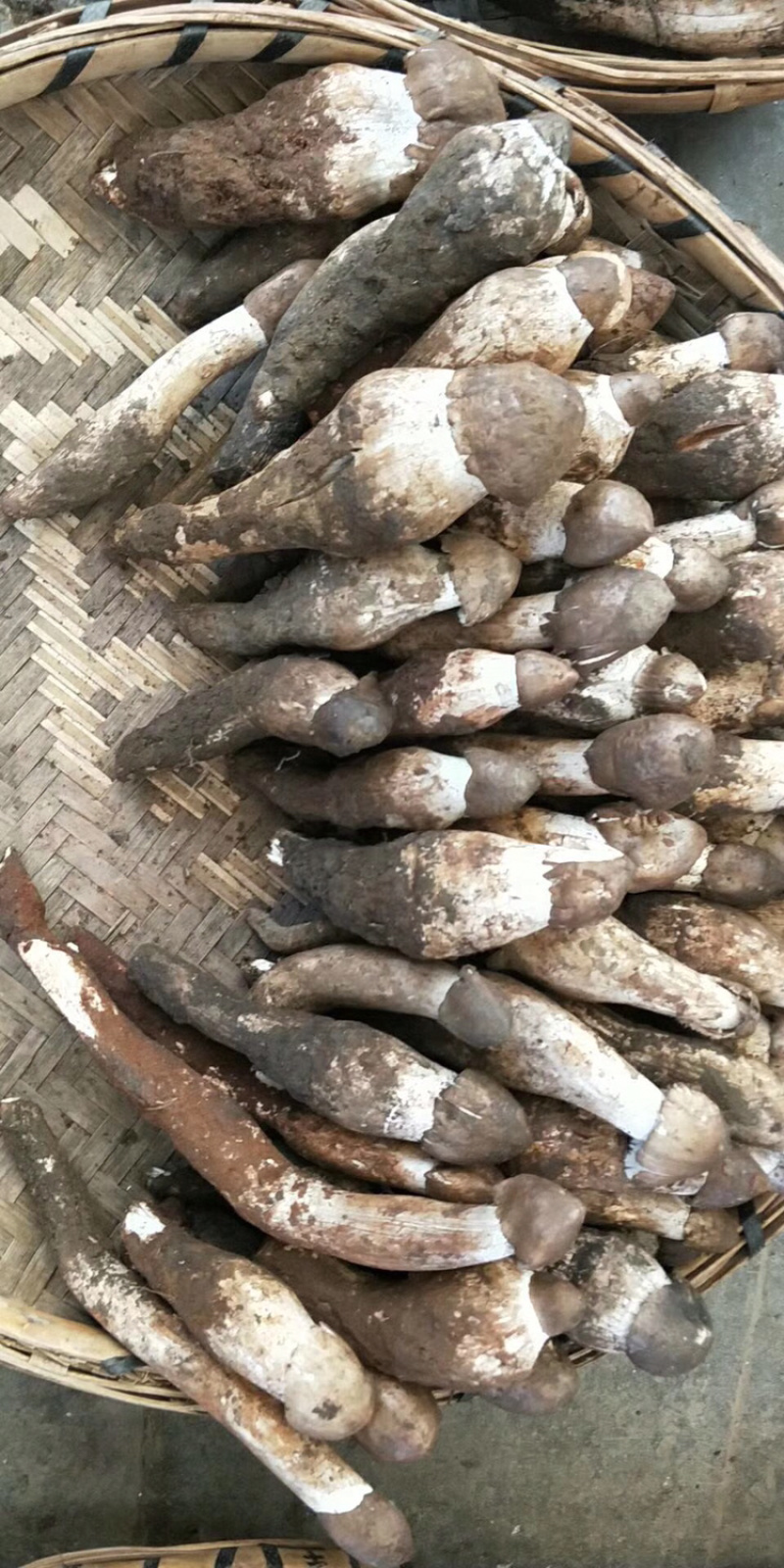 各种野生菌