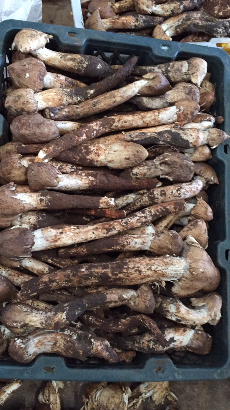 各种野生菌