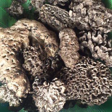 各种野生菌