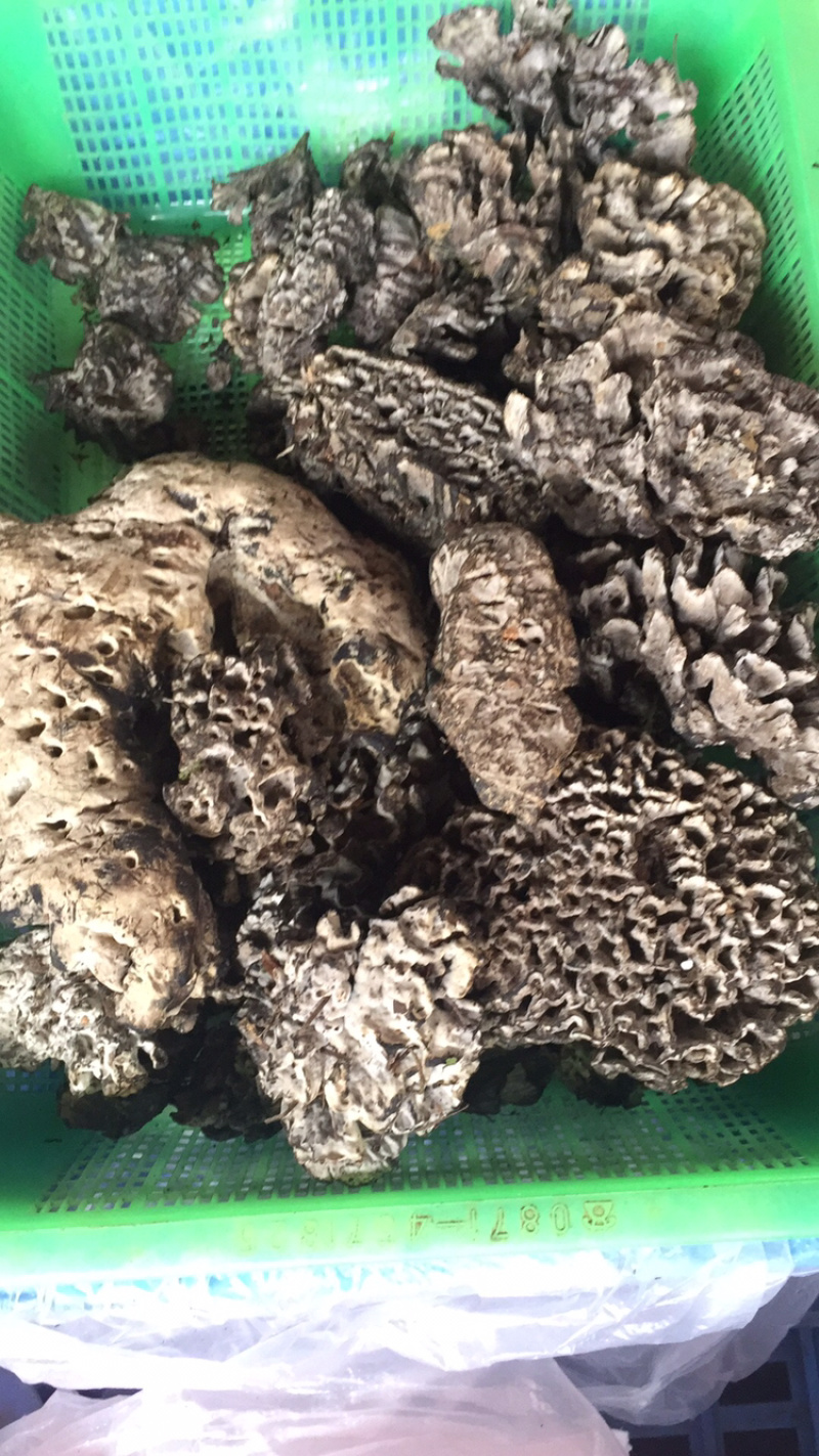 各种野生菌