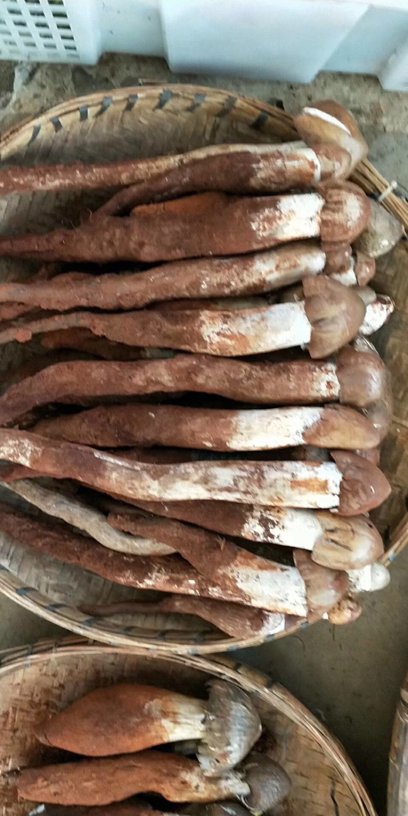 各种野生菌