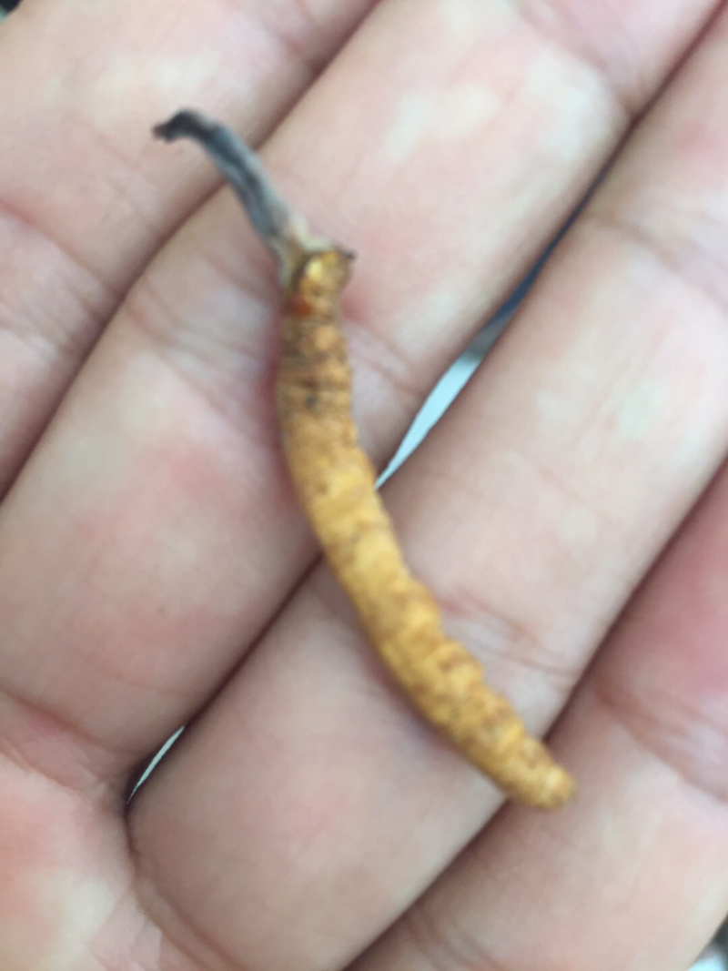 虫草散装