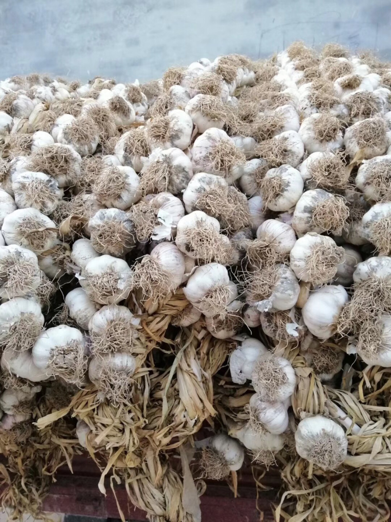 临清辫子蒜紫红皮，个大，辫好！