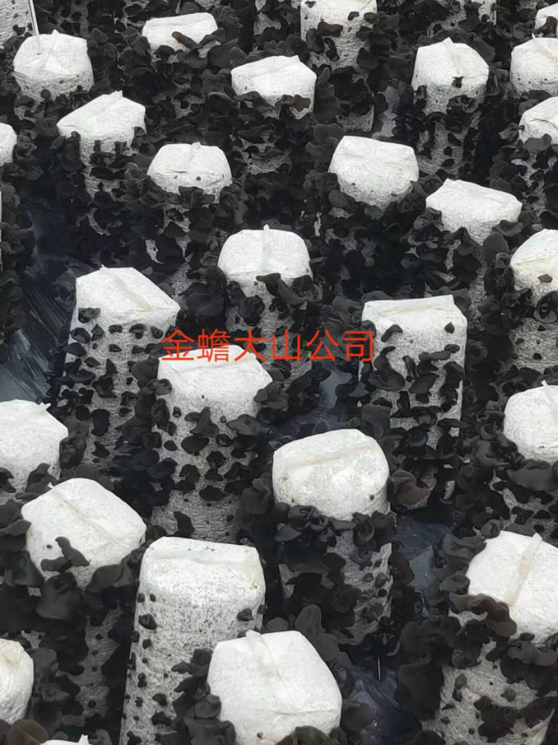 黑木耳菌棒、（木耳菌棒）东北黑木耳分离液体菌种