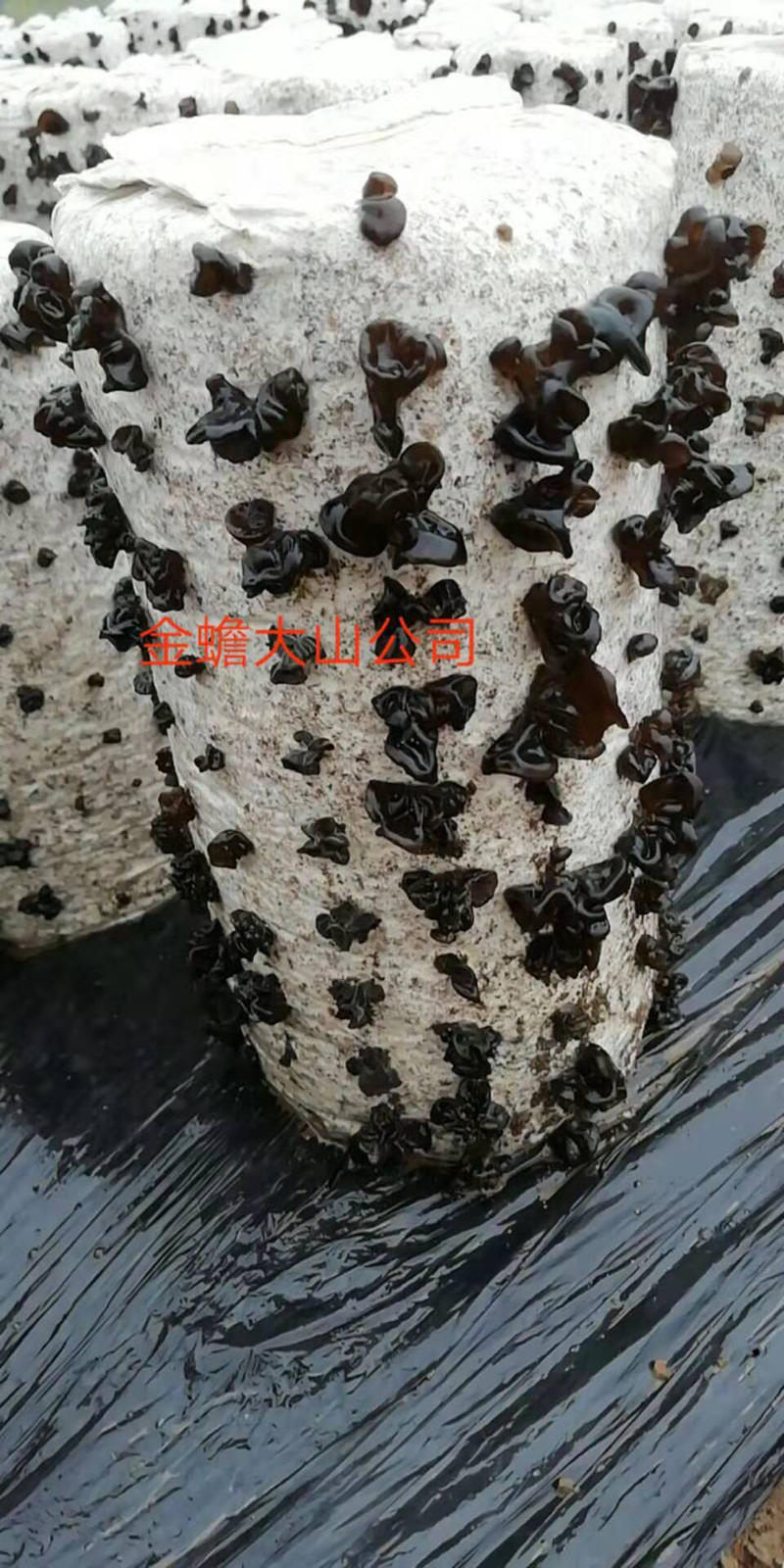 黑木耳菌棒、（木耳菌棒）东北黑木耳分离液体菌种