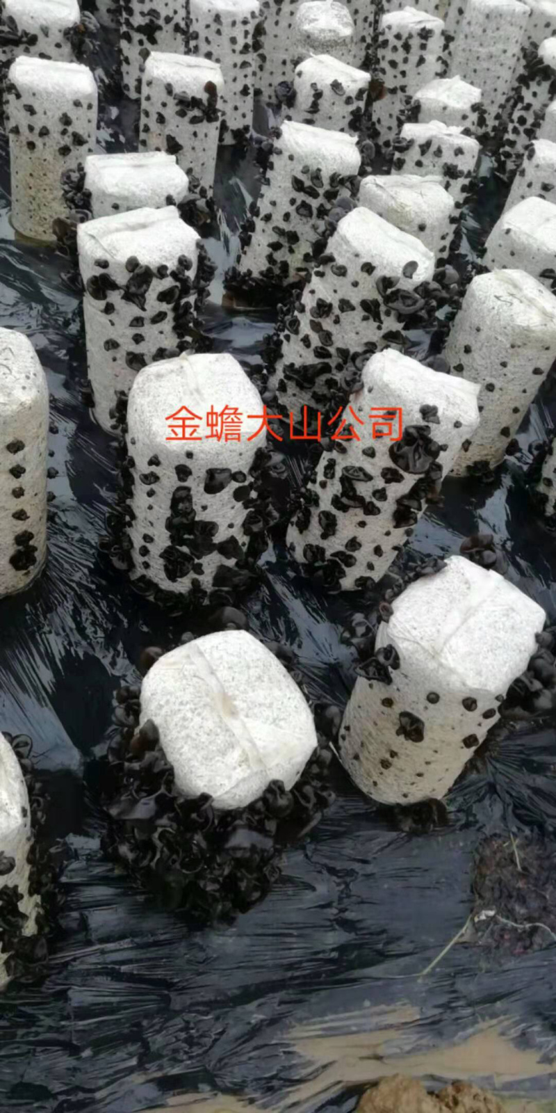 黑木耳菌棒、（木耳菌棒）东北黑木耳分离液体菌种