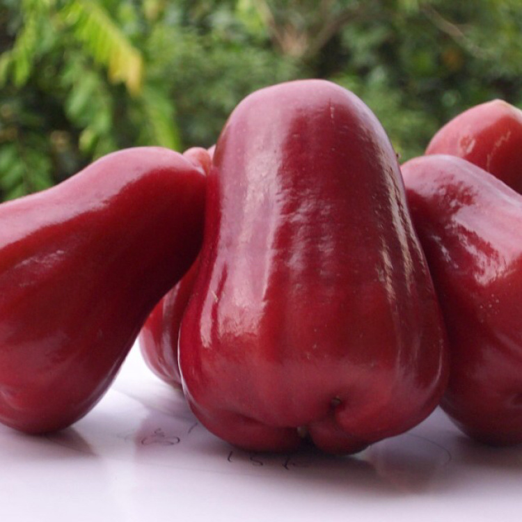 花付き！特大　レンブ取木苗木 台湾黑金剛 蓮霧 超希少 特大 レンブ取木苗木 台湾黑金剛蓮霧 - メルカリ