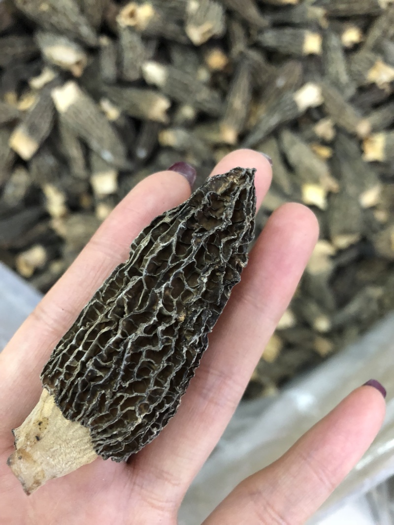 剪角羊肚菌好货一袋100克