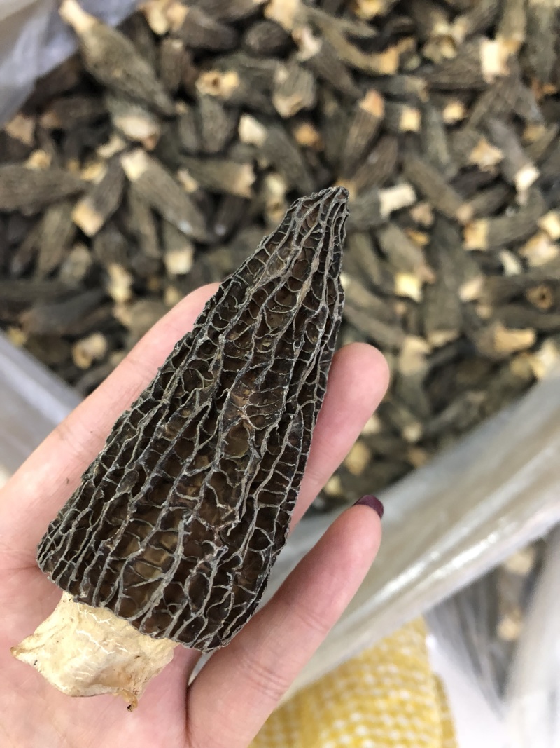 剪角羊肚菌好货一袋100克