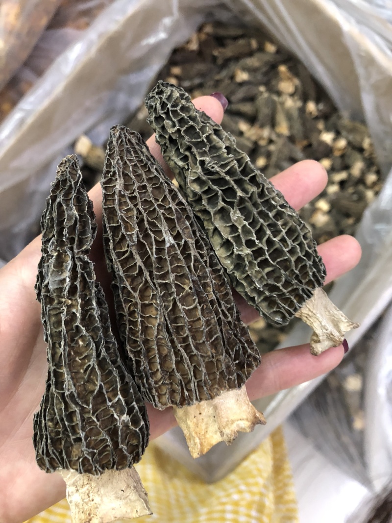 剪角羊肚菌好货一袋100克