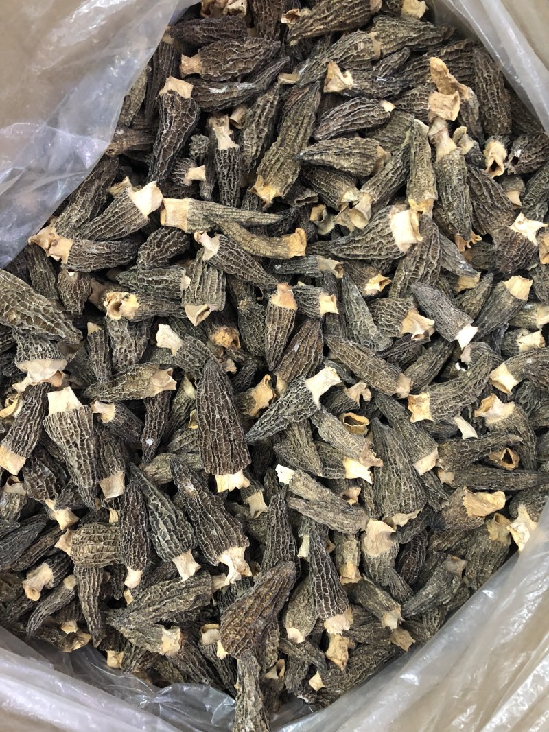 剪角羊肚菌好货一袋100克