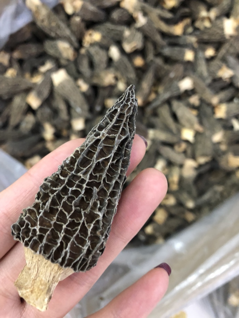 剪角羊肚菌好货一袋100克