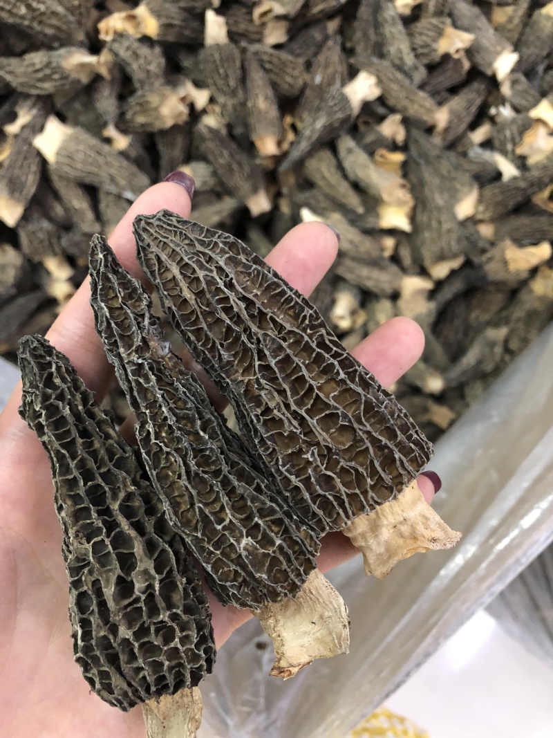 剪角羊肚菌好货一袋100克
