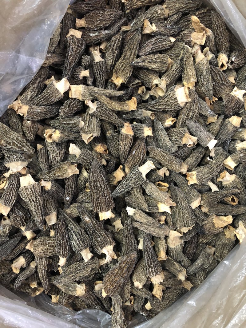 剪角羊肚菌好货一袋100克