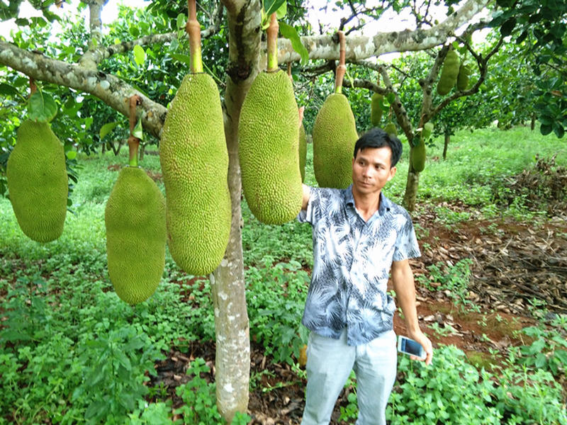 马来西亚四季菠萝蜜苗树苗嫁接红肉菠萝蜜树苗海南木菠萝蜜果