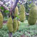 马来西亚四季菠萝蜜苗树苗嫁接红肉菠萝蜜树苗海南木菠萝蜜果