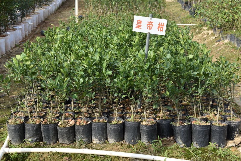 正宗皇帝柑树苗皇帝柑苗嫁接果树苗耐寒盆栽甜桔子树苗柑橘贡