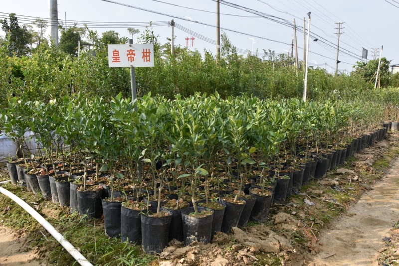 正宗皇帝柑树苗皇帝柑苗嫁接果树苗耐寒盆栽甜桔子树苗柑橘贡