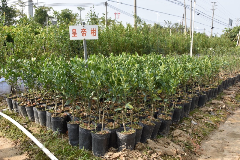 正宗皇帝柑树苗皇帝柑苗嫁接果树苗耐寒盆栽甜桔子树苗柑橘贡