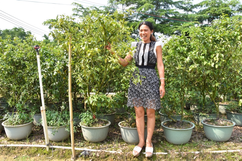 正宗嫁接沙糖桔苗小核甜橘树苗南北方果树苗盆栽地栽沙糖桔子