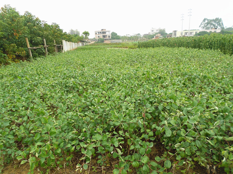 正宗台湾大青枣苗嫁接青枣树苗耐寒蜜丝枣苗青枣果树苗当年