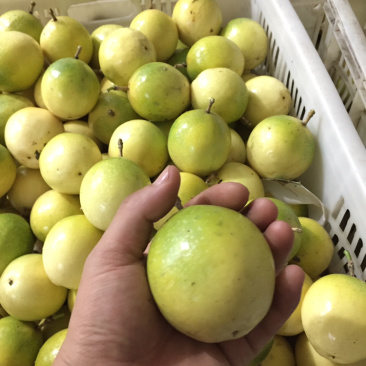 黄金百香果