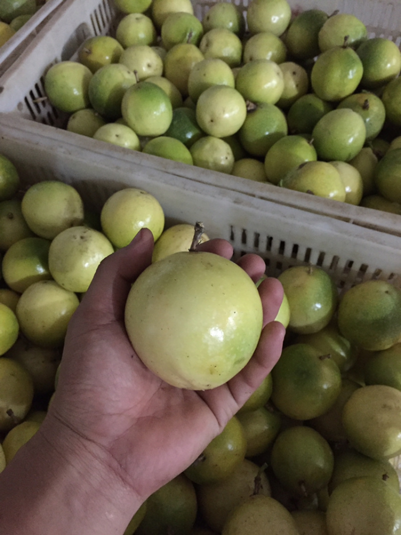 黄金百香果