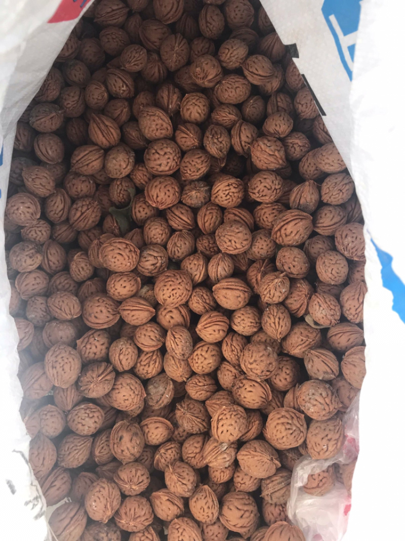 山西山桃胡可以育苗的山桃胡，质量保证，服务热线