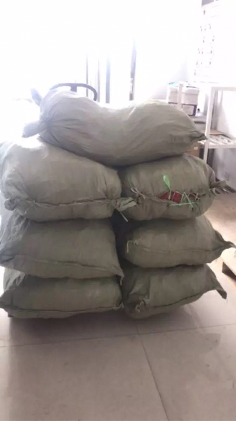 山西山桃胡可以育苗的山桃胡，质量保证，服务热线