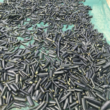 海茸