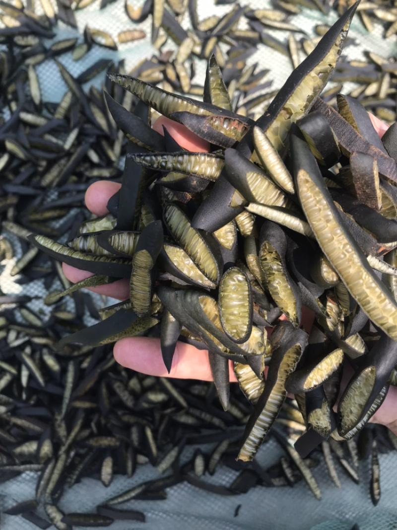 海茸