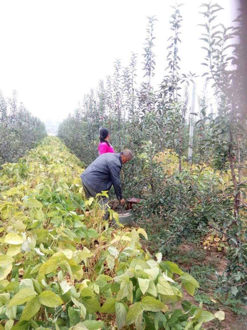 红富士苹果75mm以上纸袋