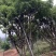 正宗台湾四季嘉宝果苗树葡萄苗南北方种植盆栽地栽耐寒嘉宝果