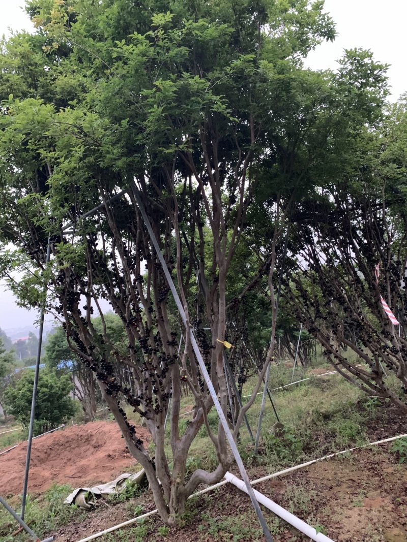 正宗台湾四季嘉宝果苗树葡萄苗南北方种植盆栽地栽耐寒嘉宝果