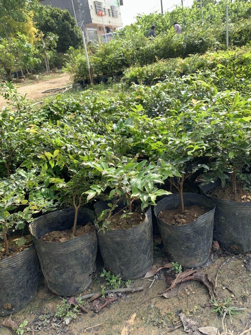 正宗台湾四季嘉宝果苗树葡萄苗南北方种植盆栽地栽耐寒嘉宝果