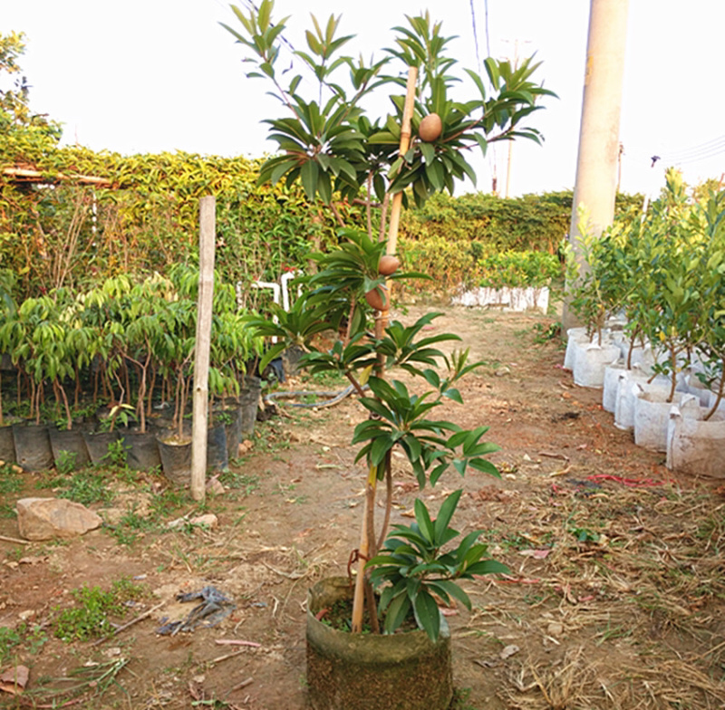 正宗四季人心果苗人心果树苗盆栽地栽果树南方种植四季结果果