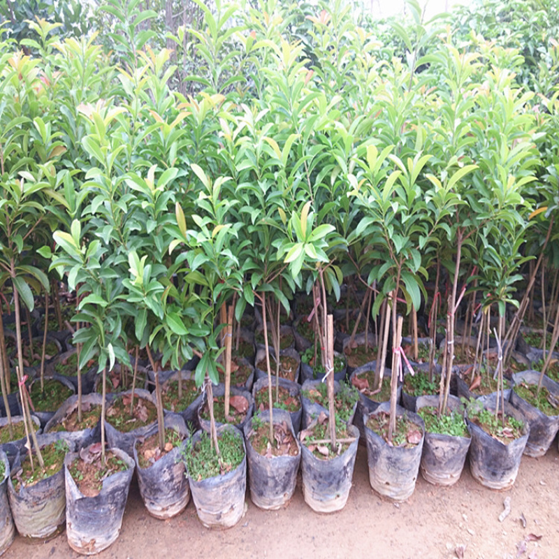 正宗四季人心果苗人心果树苗盆栽地栽果树南方种植四季结果果