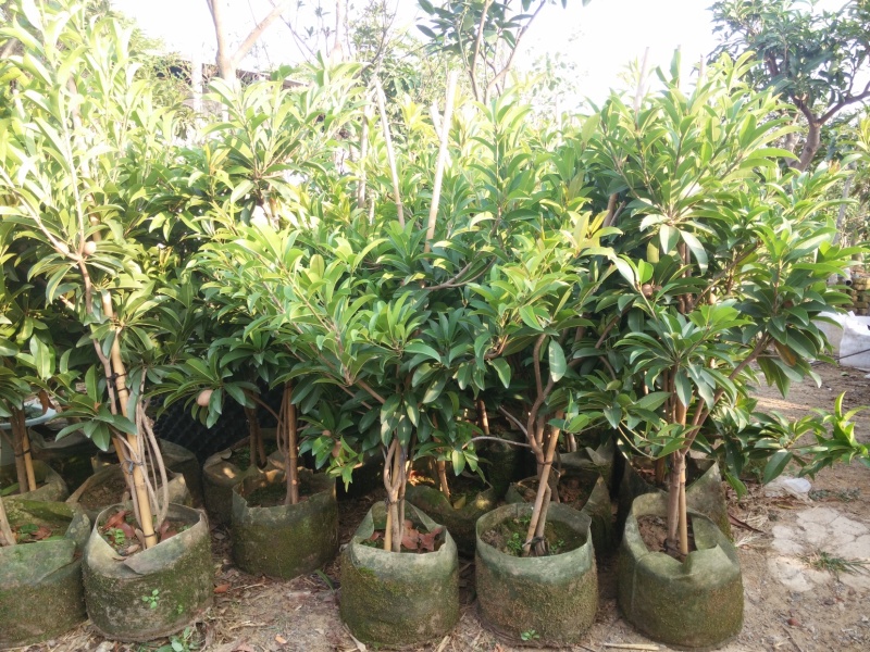 正宗四季人心果苗人心果树苗盆栽地栽果树南方种植四季结果果