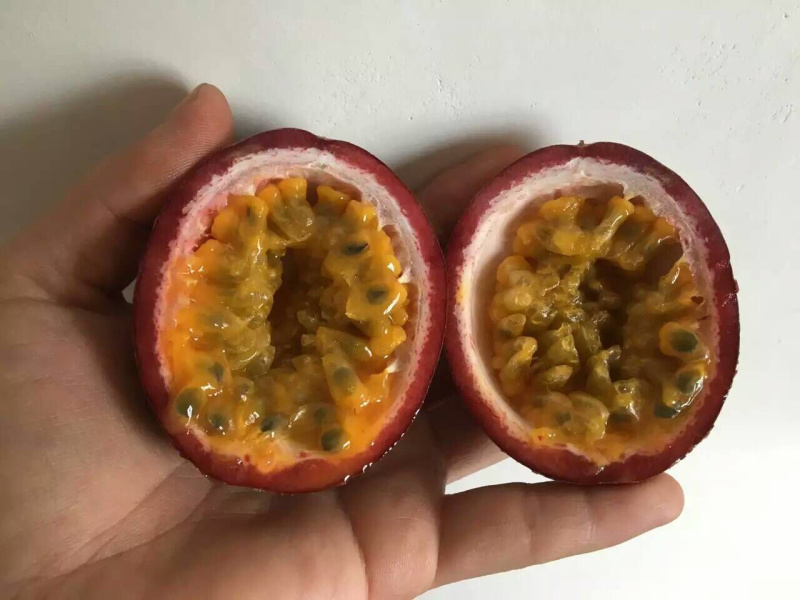 百香果苗树苗紫香黄金百香果苗爬藤鸡蛋果苗当年结果四季果