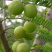 正宗油甘果树苗余甘果苗嫁接大肉牛甘果树苗油甘子树苗耐寒果
