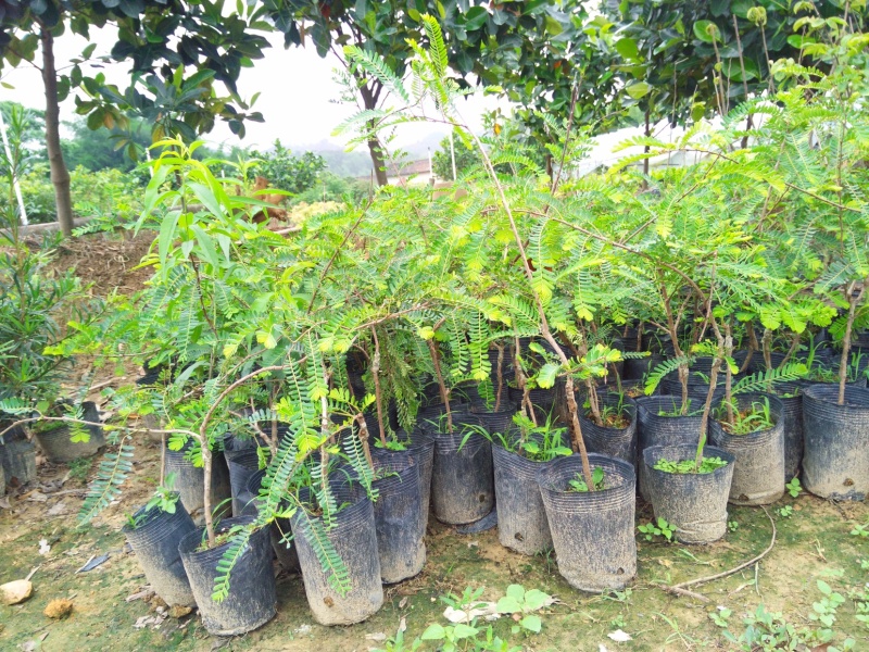 正宗油甘果树苗余甘果苗嫁接大肉牛甘果树苗油甘子树苗耐寒果