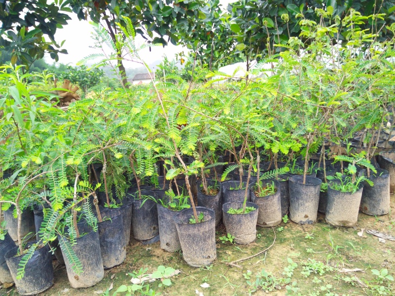 正宗油甘果树苗余甘果苗嫁接大肉牛甘果树苗油甘子树苗耐寒果