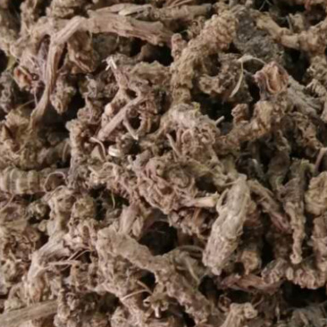 蜘蛛香，蜘蛛香药材批发量大包邮