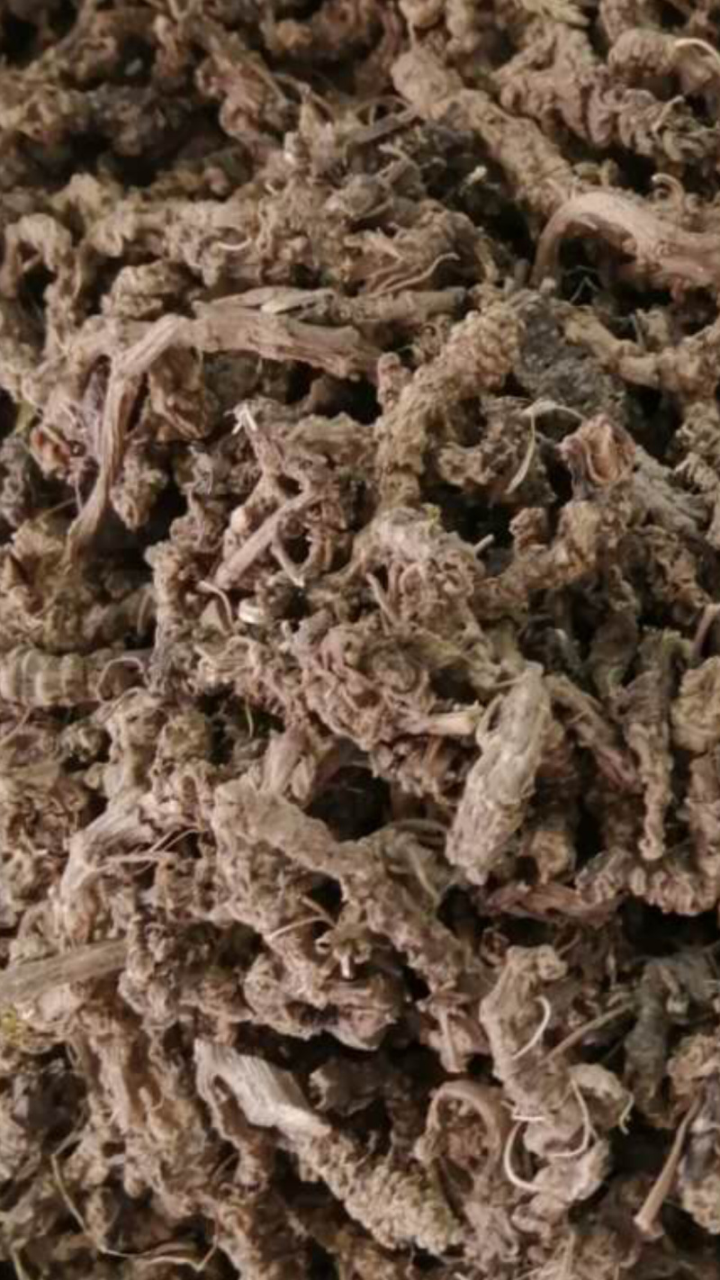 蜘蛛香，蜘蛛香药材批发量大包邮